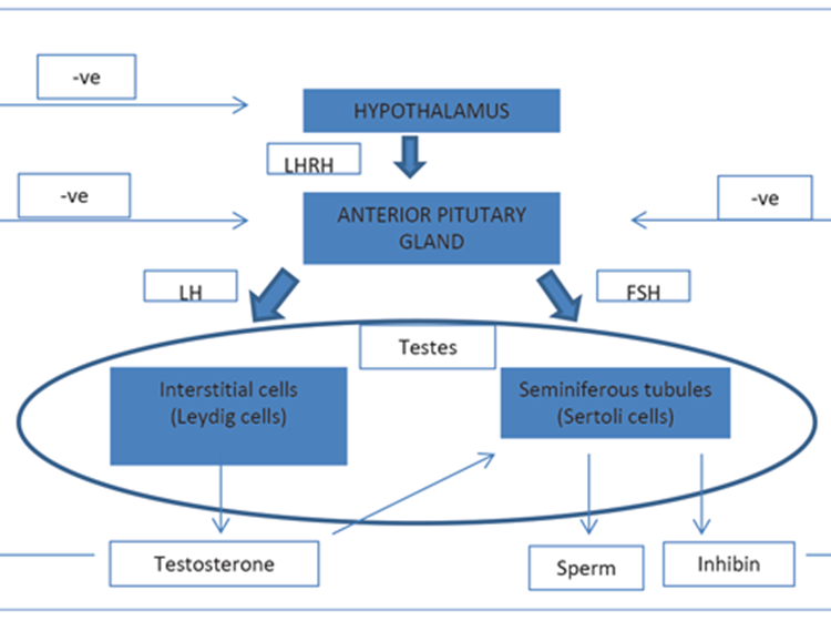 Low Sperm Count Treatment In Chennai