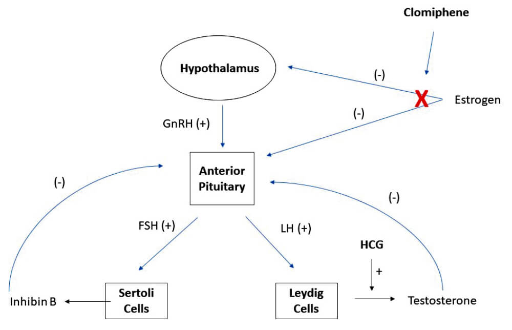 History Of Klinefelter Syndrome Captions Cute Today