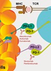 Diagram of the mechanism of action of checkpoint inhibitors.