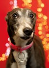 Image showing Stephanie Smith’s greyhound Lexi.